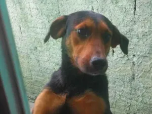 Cachorro raça SRD-ViraLata idade 3 anos nome Scoob