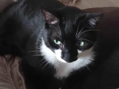 Gato raça SRD-ViraLata idade 3 anos nome Frajola