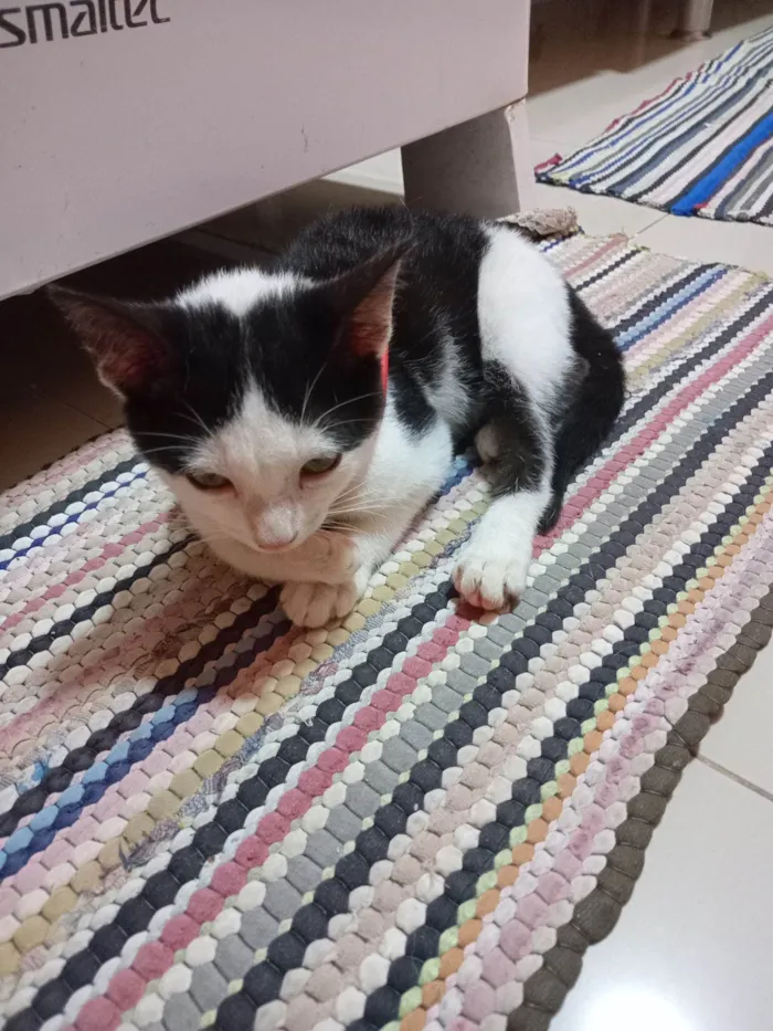 Gato ra a SRD-ViraLata idade 7 a 11 meses nome Boris (nome a preferir)