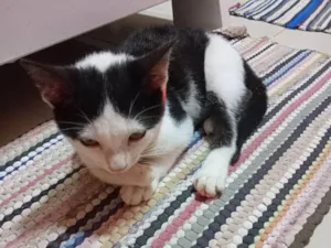 Gato raça SRD-ViraLata idade 7 a 11 meses nome Boris (nome a preferir)