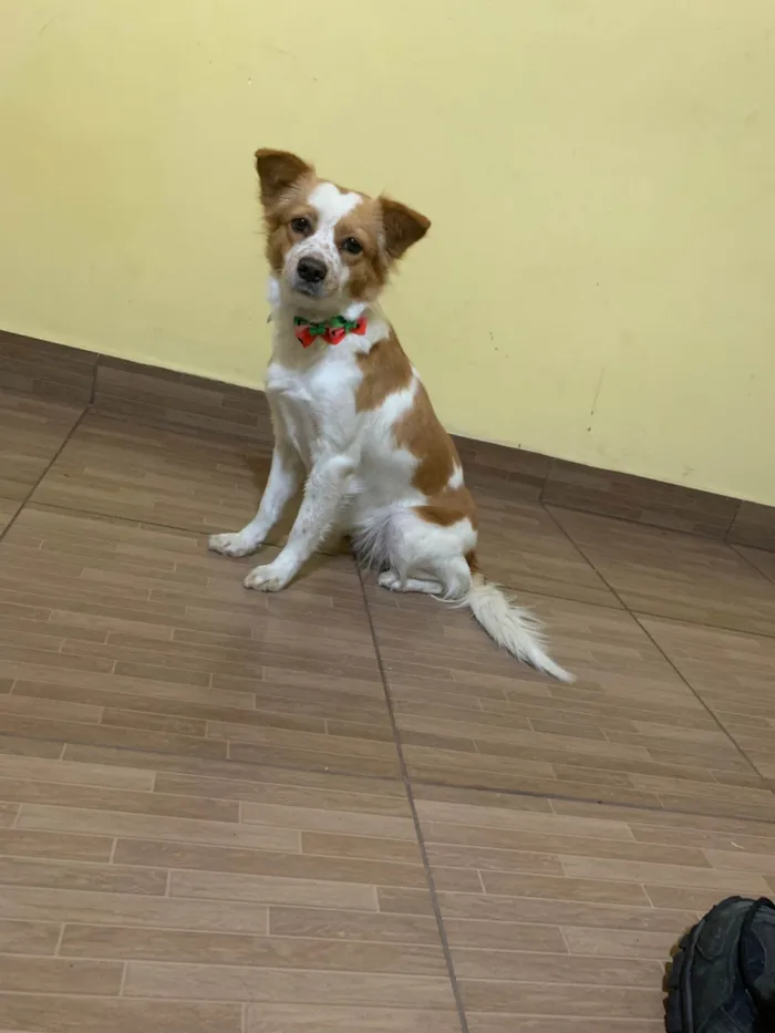 Cachorro ra a SRD-ViraLata idade 2 anos nome Tete 