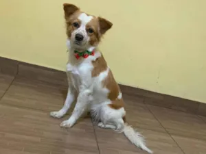 Cachorro raça SRD-ViraLata idade 2 anos nome Tete 