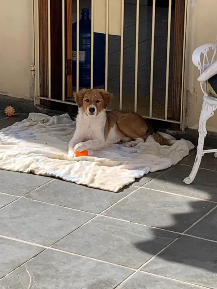 Cachorro ra a SRD-ViraLata idade 2 a 6 meses nome Maya