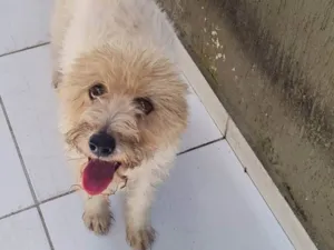 Cachorro raça SRD-ViraLata idade 5 anos nome Tobby