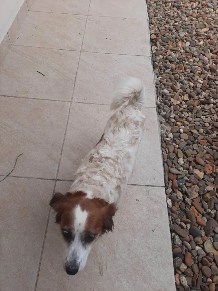 Cachorro ra a SRD-ViraLata idade 6 ou mais anos nome Luly