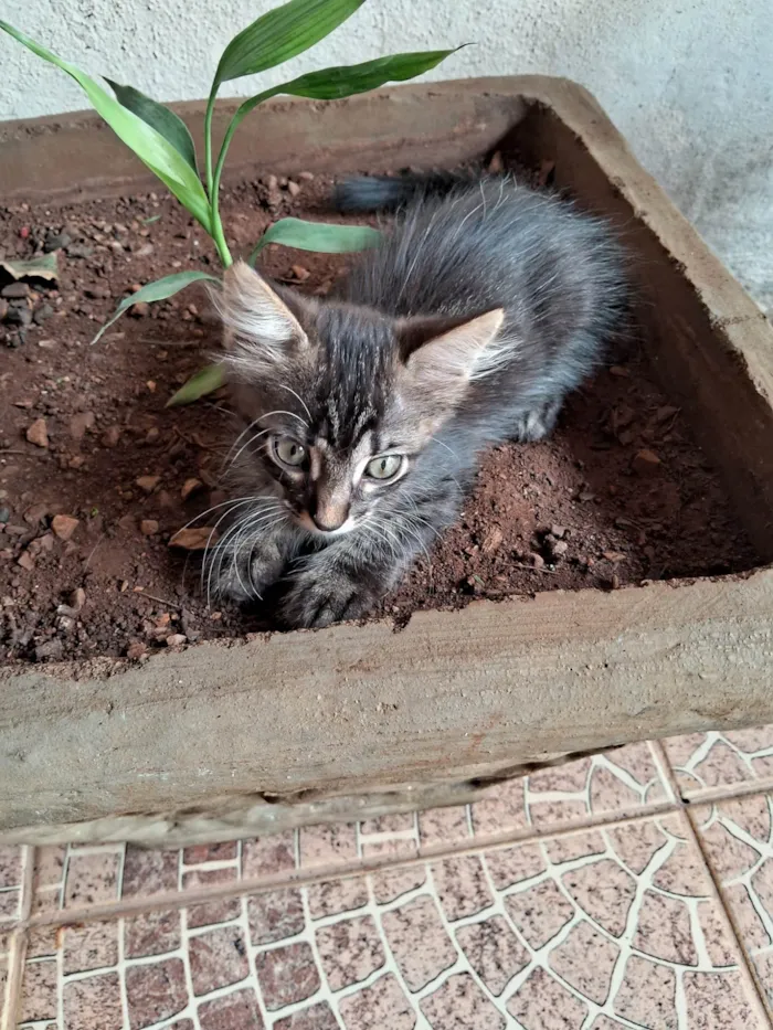 Gato ra a SRD-ViraLata idade 2 a 6 meses nome Lilica