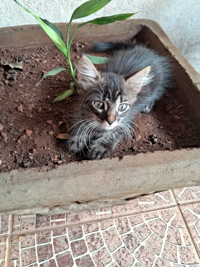 Gato ra a SRD-ViraLata idade 2 a 6 meses nome Lilica