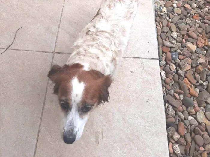 Cachorro ra a SRD-ViraLata idade 6 ou mais anos nome Luly