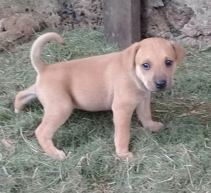 Cachorro ra a SRD-ViraLata idade Abaixo de 2 meses nome Faísca