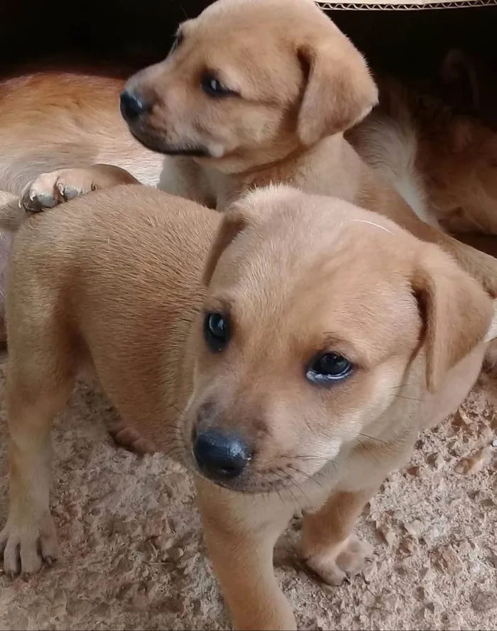 Cachorro ra a SRD-ViraLata idade Abaixo de 2 meses nome Fumaça 