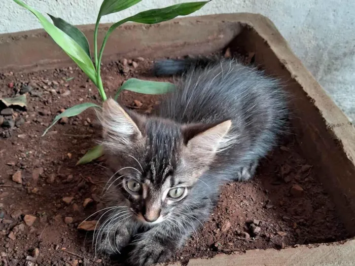 Gato ra a SRD-ViraLata idade 2 a 6 meses nome Lilica