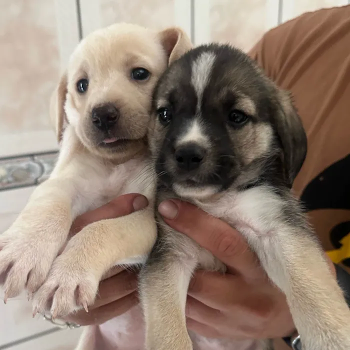 Cachorro ra a SRD-ViraLata idade Abaixo de 2 meses nome Não tem nomes 