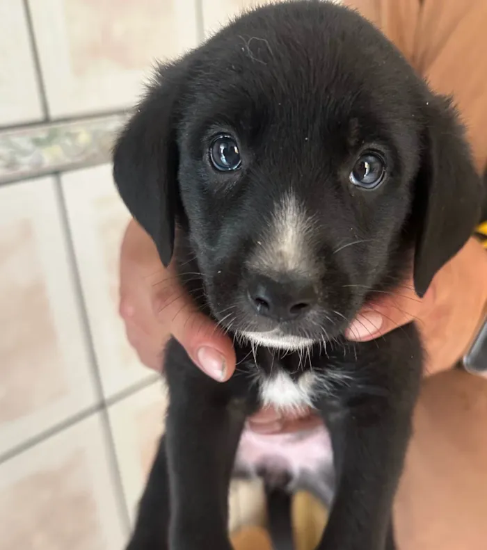 Cachorro ra a SRD-ViraLata idade Abaixo de 2 meses nome Não tem nomes 