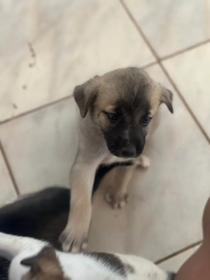 Cachorro ra a SRD-ViraLata idade Abaixo de 2 meses nome Não tem nomes 