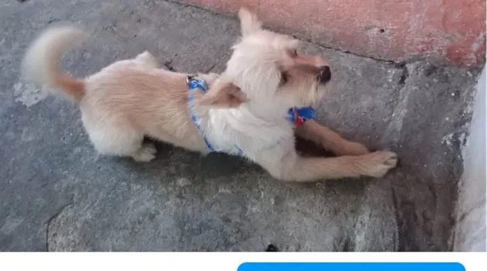 Cachorro ra a SRD-ViraLata idade 3 anos nome Toby