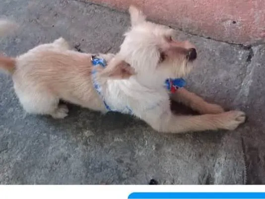 Cachorro ra a SRD-ViraLata idade 3 anos nome Toby