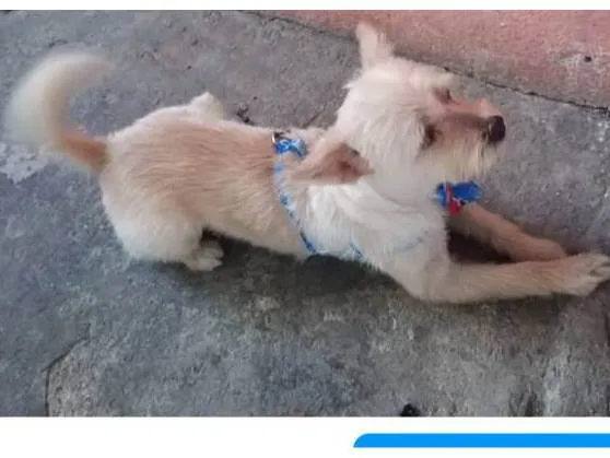 Cachorro ra a SRD-ViraLata idade 3 anos nome Toby