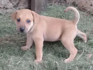 Cachorro raça SRD-ViraLata idade Abaixo de 2 meses nome Faísca