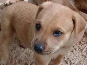 Cachorro raça SRD-ViraLata idade Abaixo de 2 meses nome Fumaça 