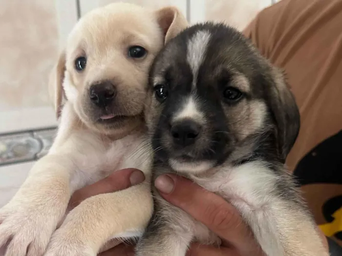 Cachorro ra a SRD-ViraLata idade Abaixo de 2 meses nome Não tem nomes 