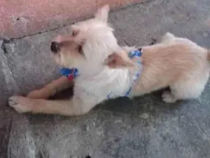 Cachorro raça SRD-ViraLata idade 3 anos nome Toby