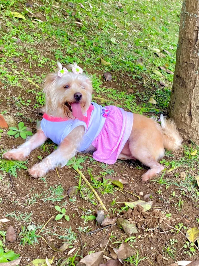 Cachorro ra a Lhasa Apso idade 5 anos nome Sandy