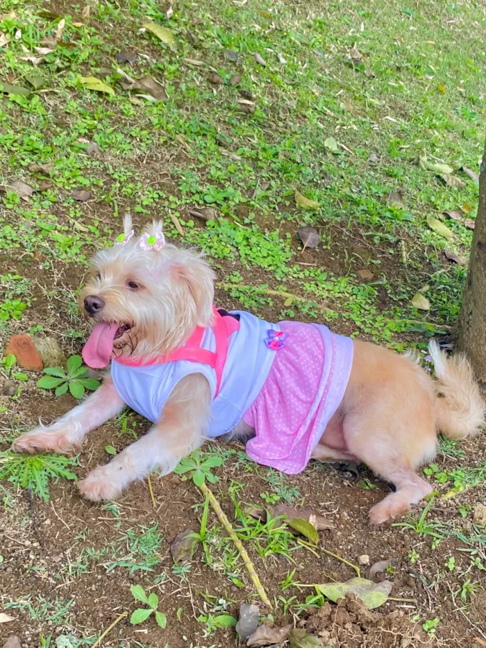 Cachorro ra a Lhasa Apso idade 5 anos nome Sandy