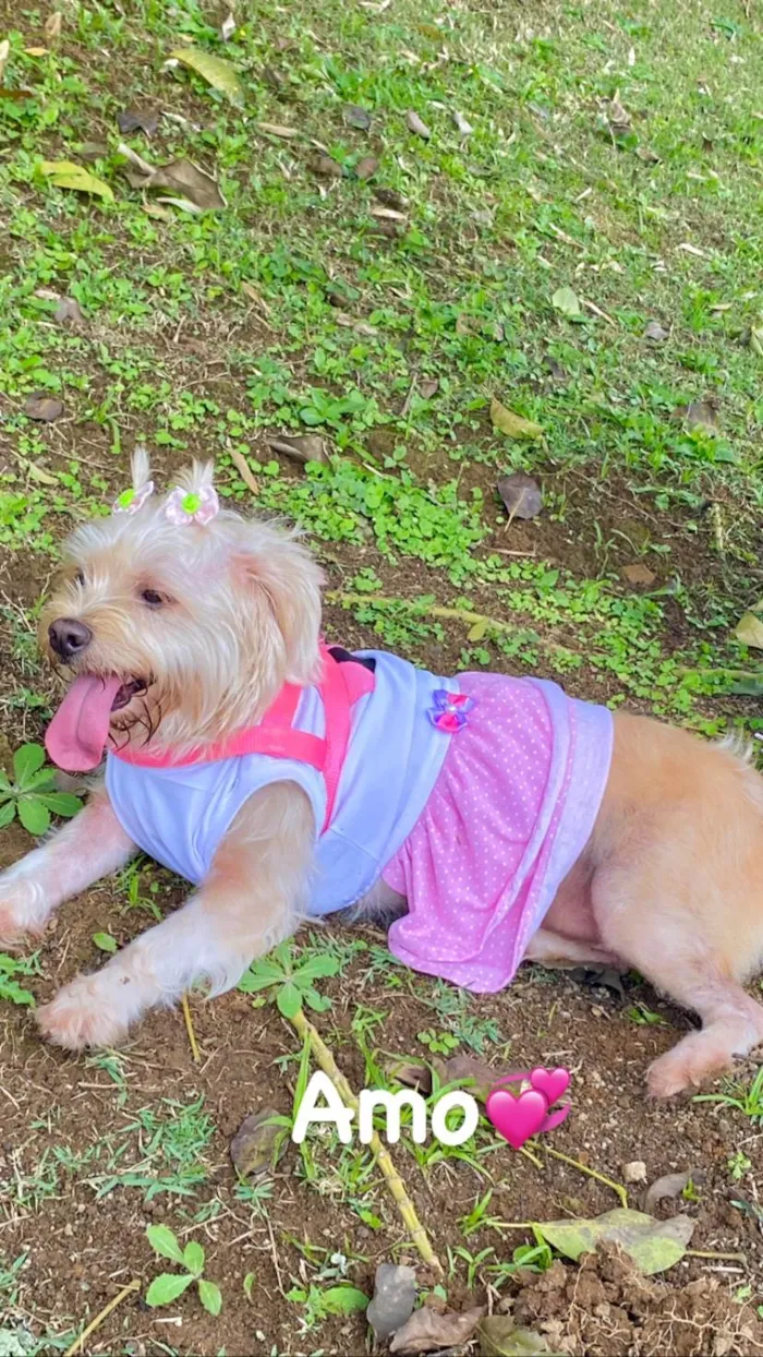 Cachorro ra a Lhasa Apso idade 5 anos nome Sandy