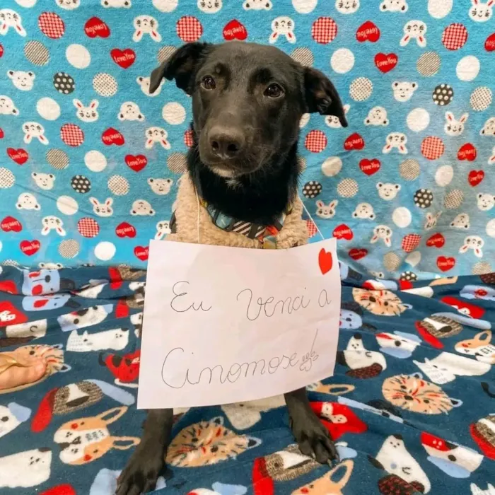 Cachorro ra a SRD-ViraLata idade 1 ano nome Julinho 