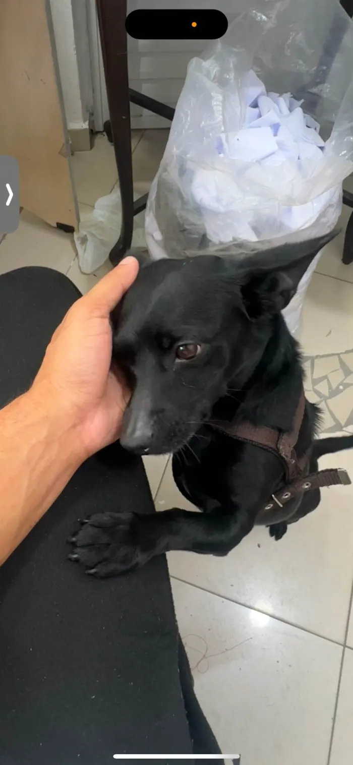 Cachorro ra a SRD-ViraLata idade 2 anos nome Black 