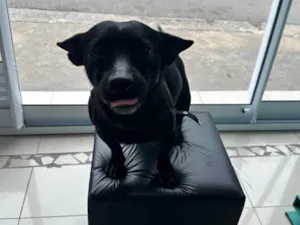 Cachorro raça SRD-ViraLata idade 2 anos nome Black 