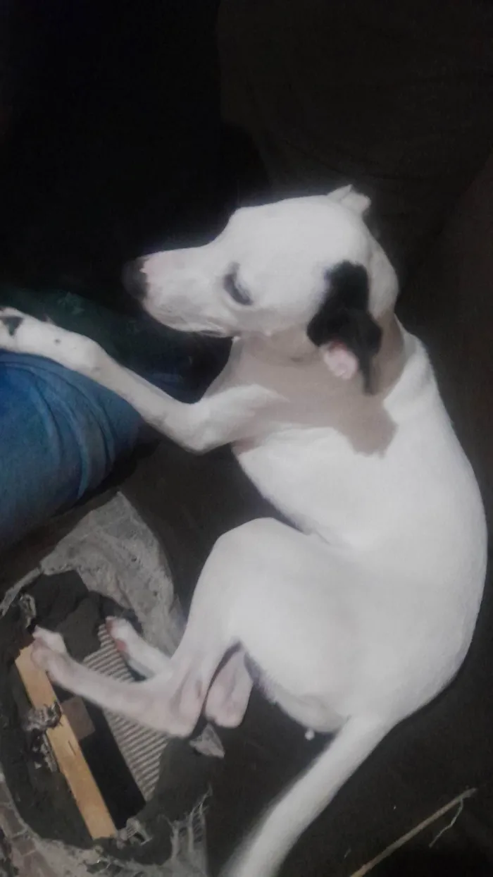 Cachorro ra a Boxer idade 2 a 6 meses nome Thobby