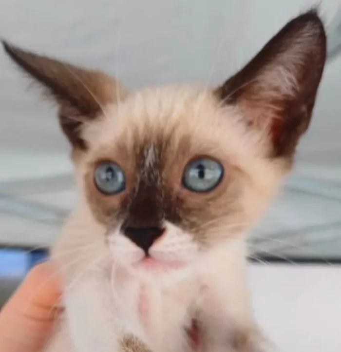 Gato ra a Siamês idade 2 a 6 meses nome Kiko 