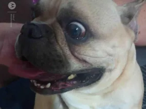 Cachorro raça Bulldog idade 6 ou mais anos nome Thor