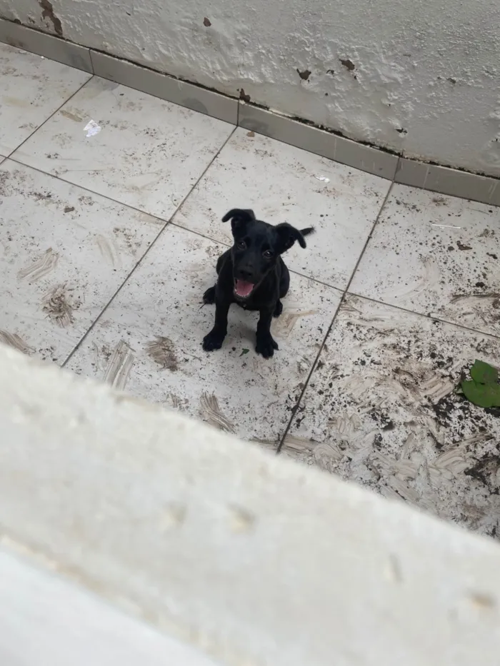 Cachorro ra a SRD-ViraLata idade 2 a 6 meses nome sky