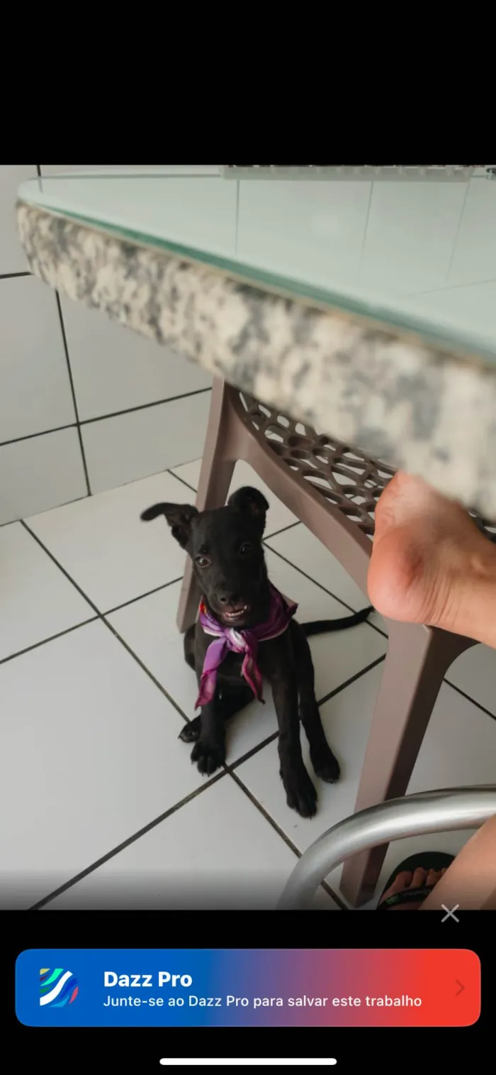 Cachorro ra a SRD-ViraLata idade 2 a 6 meses nome sky