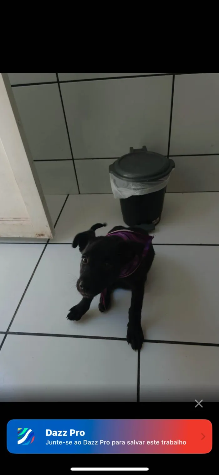 Cachorro ra a SRD-ViraLata idade 2 a 6 meses nome sky