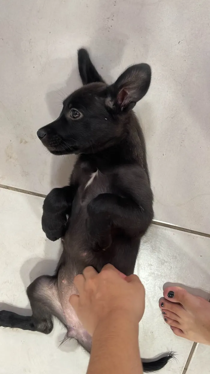 Cachorro ra a SRD-ViraLata idade 2 a 6 meses nome sky