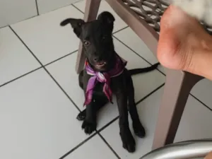 Cachorro raça SRD-ViraLata idade 2 a 6 meses nome sky