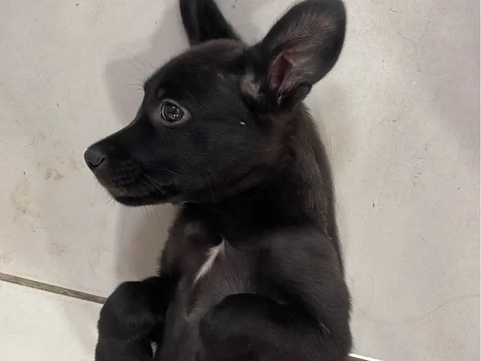 Cachorro ra a SRD-ViraLata idade 2 a 6 meses nome sky