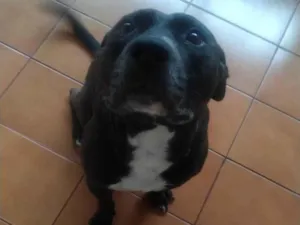 Cachorro raça Pit-Bull idade 2 a 6 meses nome Thanos