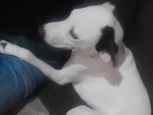 Cachorro raça Boxer idade 2 a 6 meses nome Thobby