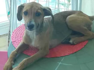 Cachorro raça SRD-ViraLata idade 2 a 6 meses nome Mili 