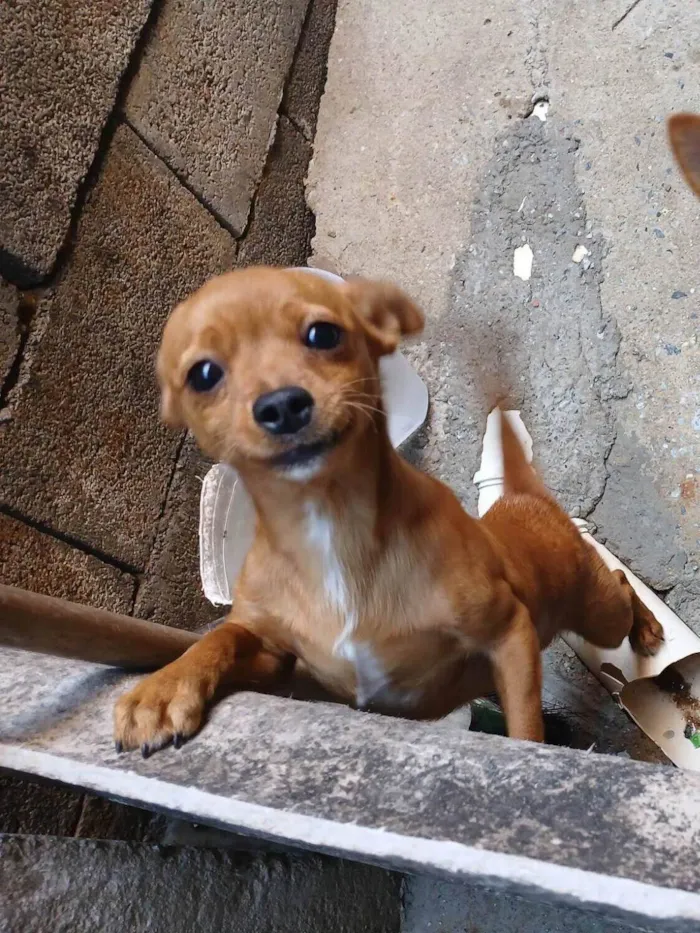 Cachorro ra a SRD-ViraLata idade 7 a 11 meses nome Theyse 