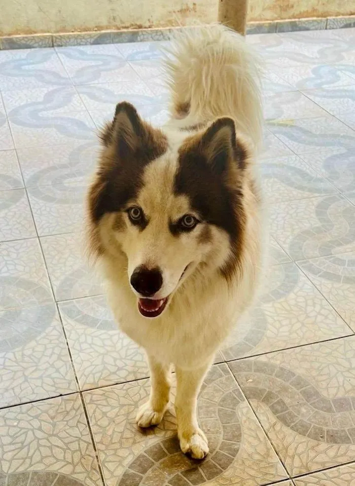 Cachorro ra a Husky Siberiano idade 1 ano nome BOB