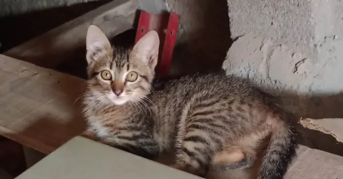 Gato ra a SRD-ViraLata idade 2 a 6 meses nome *Sem um nome*