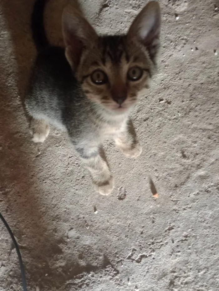 Gato ra a SRD-ViraLata idade 2 a 6 meses nome *Sem um nome*