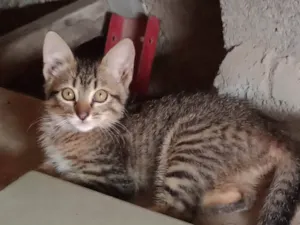 Gato raça SRD-ViraLata idade 2 a 6 meses nome *Sem um nome*