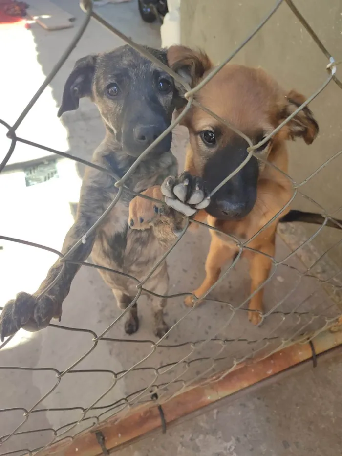 Cachorro ra a SRD-ViraLata idade 2 a 6 meses nome sem nome 