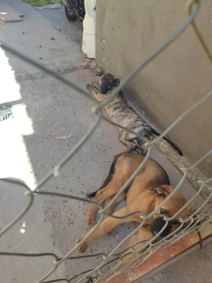 Cachorro ra a SRD-ViraLata idade 2 a 6 meses nome sem nome 